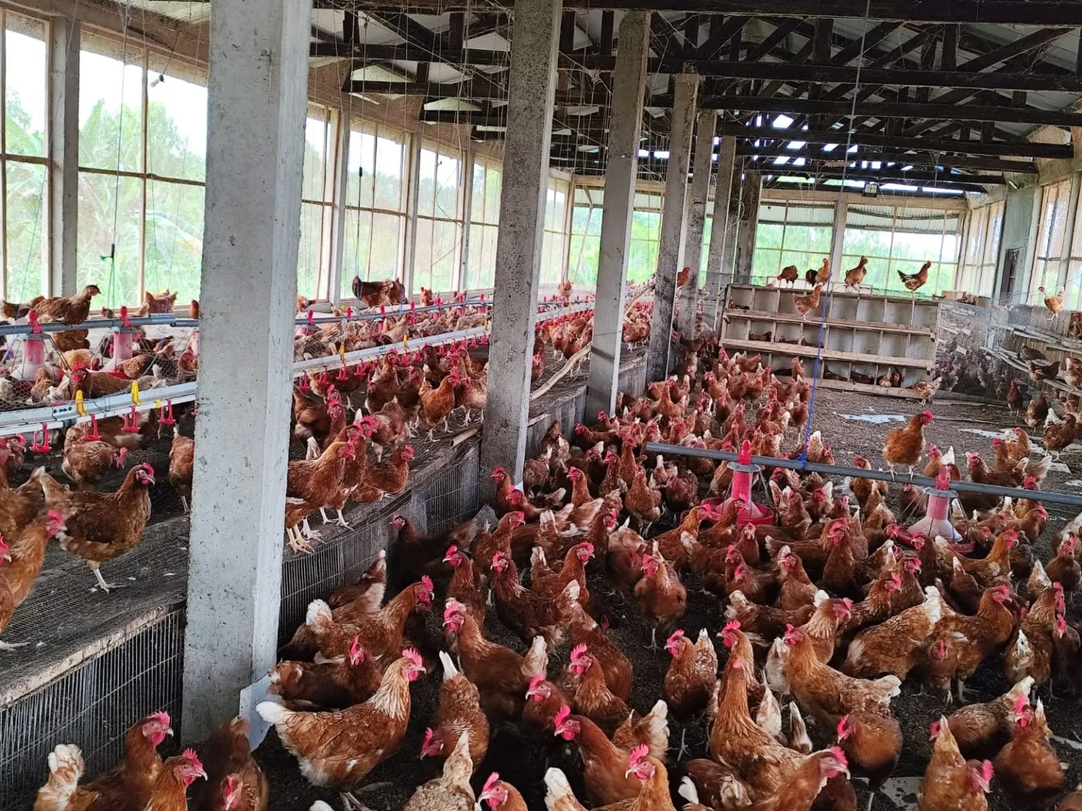 300 000 œufs : comme notre ferme nourrit quatre orphelinats