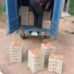 Producción de huevos en la granja