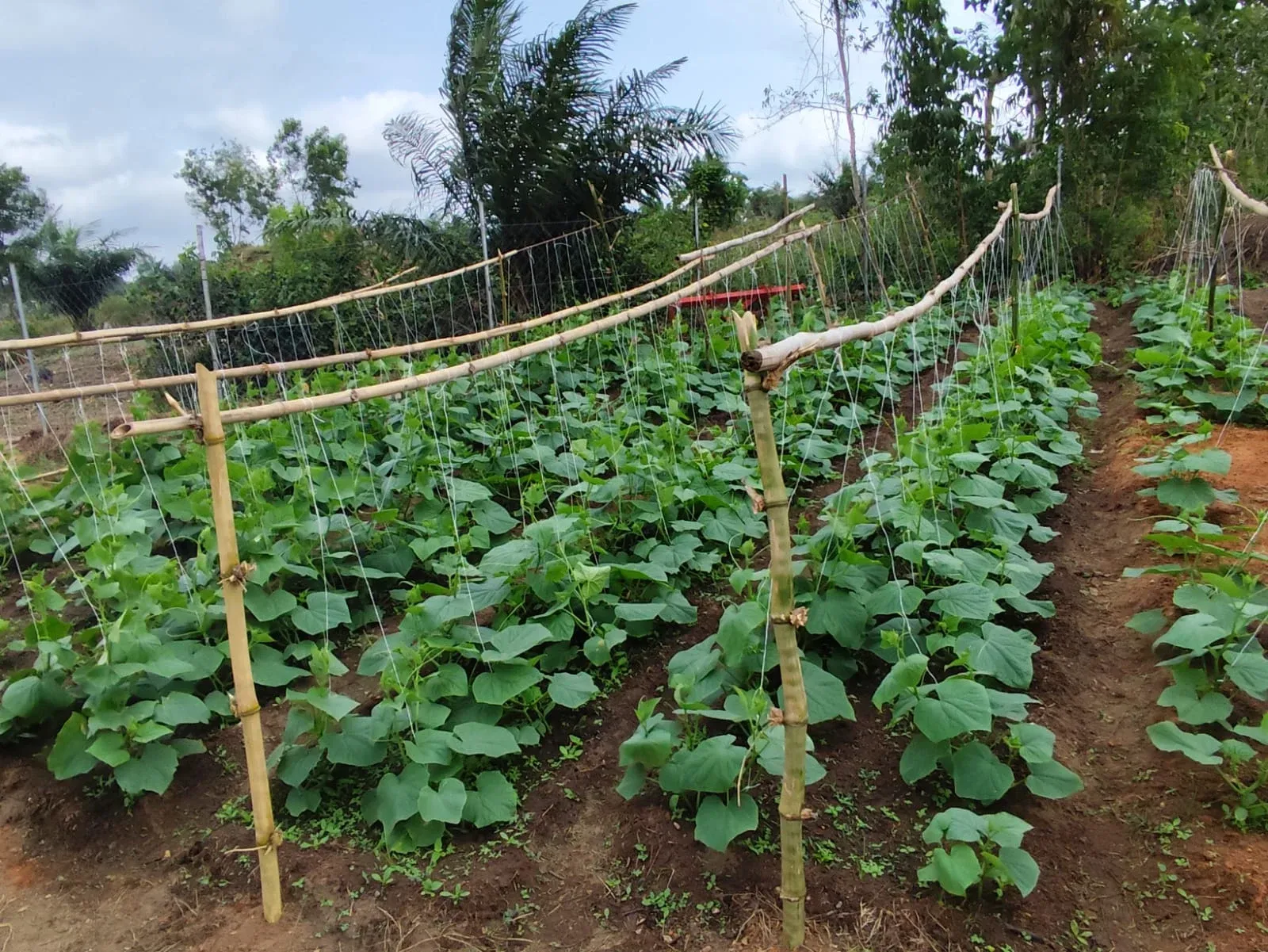 Huerto aledaño a la Granja